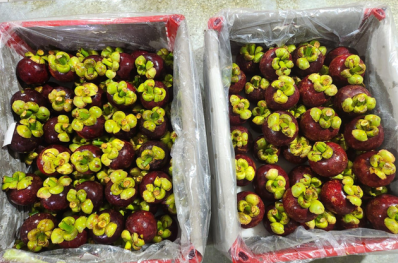 Mangosteen Grade SP 1 / A5-A6