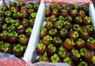 Mangosteen Grade SP 2 / A5