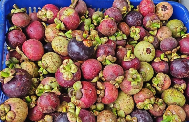 Mangosteen Grade BS (UNDERGRADE)/A1